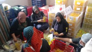 Belajar Membuat Carica